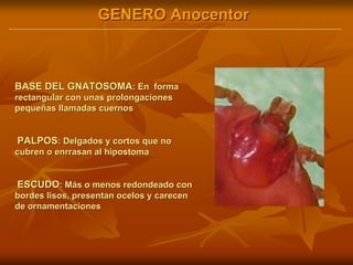 GENERO AnocentorGENERO Anocentor
BASE DEL GNATOSOMABASE DEL GNATOSOMA: En forma: En forma
rectangular con unas prolongacionesrectangular con unas prolongaciones
pequeñas llamadas cuernospequeñas llamadas cuernos
PALPOSPALPOS: Delgados y cortos que no: Delgados y cortos que no
cubren o enrrasan al hipostomacubren o enrrasan al hipostoma
ESCUDOESCUDO: Más o menos redondeado con: Más o menos redondeado con
bordes lisos, presentan ocelos y carecenbordes lisos, presentan ocelos y carecen
de ornamentacionesde ornamentaciones
 