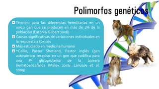 Polimorfos genéticos
Término para las diferencias hereditarias en un
único gen que se producen en más de 1% de la
población (Eaton & Gilbert 2008)
Causas significativas de variaciones individuales en
la respuesta a tóxicos
Más estudiado en medicina humana
*Collie, Pastor Shetland, Pastor inglés (gen
autosómico recesivo en un gen que codifica para
una P- glicoproteína de la barrera
hematoencefálica (Maley 2006: Lanusse et al,
2009)
 
