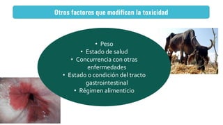 Otros factores que modifican la toxicidad
• Peso
• Estado de salud
• Concurrencia con otras
enfermedades
• Estado o condición del tracto
gastrointestinal
• Régimen alimenticio
 