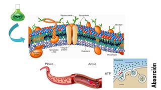 Absorción
Pasivo Activo
 