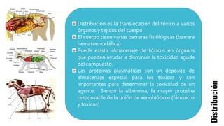 Distribución
Distribución es la translocación del tóxico a varios
órganos y tejidos del cuerpo
El cuerpo tiene varias barreras fisiólógicas (barrera
hematoencefálica)
Puede existir almacenaje de tóxicos en órganos
que pueden ayudar a disminuir la toxicidad aguda
del compuesto.
Las proteínas plasmáticas son un depósito de
almacenaje especial para los tóxicos y son
importantes para determinar la toxicidad de un
agente. Siendo la albúmina, la mayor proteína
responsable de la unión de xenobióticos (fármacos
y tóxicos)
 
