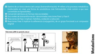 Metabolismo
Destino de un tóxico dentro del cuerpo (biotransformación)  refiere a los procesos metabólicos
involucrados en crear una forma de xenobióticos más hidrosolubles (más común a que sean
convertidos en liposolubles)
Conversión del tóxico en formas más excretables
Dos niveles de biotransformación: denominadas reacciones Fase I y Fase II
Reacciones de Fase I implican: hidrólisis, oxidación o reducción
Reacciones Fase II implican la adherencia (conjugación), de un grupo funcional a un compuesto
original
 