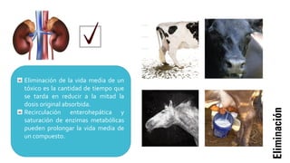 Eliminación
Eliminación de la vida media de un
tóxico es la cantidad de tiempo que
se tarda en reducir a la mitad la
dosis original absorbida.
Recirculación enterohepática y
saturación de enzimas metabólicas
pueden prolongar la vida media de
un compuesto.
 