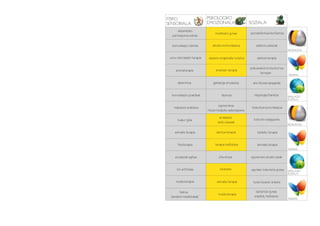 FISIKO                       PSIKOLOGIKO
SENSORIALA                   EMOZIONALA                      SOZIALA
      ukipenezko
                                  meditazio gunea            autodefentsa+konfiantza
   pertzepzioa eskola

   komunikazio teknika          ahozko komunikazioa              ekilibrio ariketak
                                                                                           HEZKUNTZA

 soinu naturalekin terapia   espazio erlajatzaile isolatua        dantza-terapia

                                                             psikoanalisis kontsultorioa
     aromaterapia                 ametsen terapia
                                                                    terrazan
                                                                                           TERAPIA

       laberintoa               gainkarga simulazioa           aire librean kanpaldia


  komunikazio praktikak                hipnosis                 negutegia/baratza          SIMULAZIO
                                                                                           SOZIALA

                                     egunerokoa
    makilaren erabilera                                       hizkuntza komunikazioa
                             hitzen bidezko adierazpena
                                     arnasketa
       txakur gida                                              kulturen ezagupena
                                    kantu klaseak
                                                                                           HEZKUNTZA

     animalia terapia              dantza-terapia                 taldeko terapia


       fisioterapia               terapia indibidula              animalia terapia
                                                                                           TERAPIA

     erosketak egitea                zita-etxea              eguneroko etxeko lanak


      hiri artifiziala                karaokea                egunkari irakurketa gunea    SIMULAZIO
                                                                                           SOZIALA

     musikoterapia                 animalia terapia            tunel ilunaren ariketa

         bainua                                                  laztantze gunea
                                    musikoterapia
  (landare medizinalak)                                         enpatia, maitasuna
                                                                                           TERAPIA
 