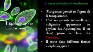 I.Épidémiologie de
toxoplasmose
a. Agent pathogène de toxoplasmose
• Toxoplasma gondii est l’agent de
la toxoplasmose.
• C’est un parasite intra-cellulaire
obligatoire appartenant au
phylum des Apicomplexa, il est
classé parmi la classe des
Coccidea.
• Il existe dans différente formes
morphologiques :
 