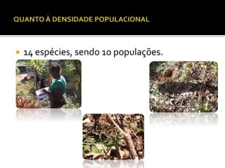  14 espécies, sendo 10 populações.
 