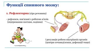 Функції спинного мозку:
1. Рефлекторна (сіра речовина)
- рефлекси, пов'язані з роботою м'язів
(підтримання постави, ходіння)
і регуляція роботи внутрішніх органів
(центри сечовиділення, дефекації тощо)
 