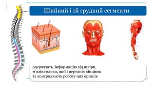Шийний і 1й грудний сегменти
одержують інформацію від шкіри,
м’язів голови, шиї і передніх кінцівок
та контролюють роботу цих органів.
 