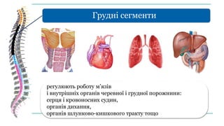 Грудні сегменти
регулюють роботу м’язів
і внутрішніх органів черевної і грудної порожнини:
серця і кровоносних судин,
органів дихання,
органів шлунково-кишкового тракту тощо
 
