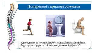Поперекові і крижові сегменти
відповідають за чутливі і рухові функції нижніх кінцівок,
беруть участь у регуляції сечовипускання і дефекації
 