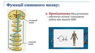 Функції спинного мозку:
2. Провідникова (біла речовина)
- забезпечує зв’язок і злагоджену
роботу всіх відділів ЦНС
спинний
мозок
головний
мозок
 