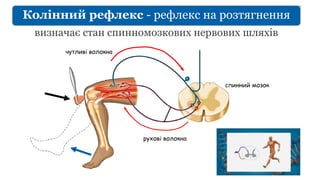 визначає стан спинномозкових нервових шляхів
чутливі волокна
рухові волокна
спинний мозок
Колінний рефлекс - рефлекс на розтягнення
 