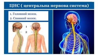 ЦНС ( центральна нервова система)
1. Головний мозок.
2. Спинний мозок.
1
2
 