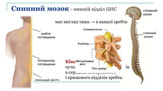 головний
мозок
спинний
мозок
«кінський хвіст»
Довжина ≈ 40-45 см
Діаметр ≈ 1 см
Маса ≈ 38 г
шийне
потовщення
поперекове
потовщення
Спинний мозок - нижній відділ ЦНС
має вигляд тяжа → в каналі хребта
Кінський хвіст –
пучок спинно-мозкових нервів
в середині поперекового
і крижового відділів хребта.
 