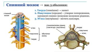 спинномозкова рідина
(пом’ягшує поштовхи)
→ має 3 оболонки:
Спинний мозок
1. Тверда (зовнішня) → захист
2. Павутинна (середня) – утворює попорожнини,
заповнені спинно-мозковою мозковою рідиною.
3. М'яка (внутрішня) - містить капіляри.
спинний
мозок
тверда
павутинна
м’яка
оболонки
мозку
тверда
павутинна
м’яка
 