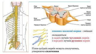 Гілки сусідніх нервів можуть сполучатись,
утворюючи сплетення
спинно-мозкові нерви - змішані
складаються
з задніх пучків чутливих нервів
і передніх пучків рухових нервів
 