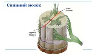 передня
борозна
задня
борозна
Спинний мозок
 