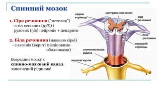 Спинний мозок
1. Сіра речовина ("метелик")
- з тіл вставних (97%) і
рухових (3%) нейронів + дендрити
2. Біла речовина (навколо сірої)
- з аксонів (вкриті мієліновими
оболонками)
Всередині мозку є
спинно-мозковий канал,
заповнений рідиною!
 