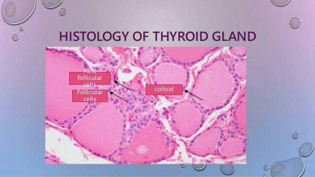 Tyhroid gland
