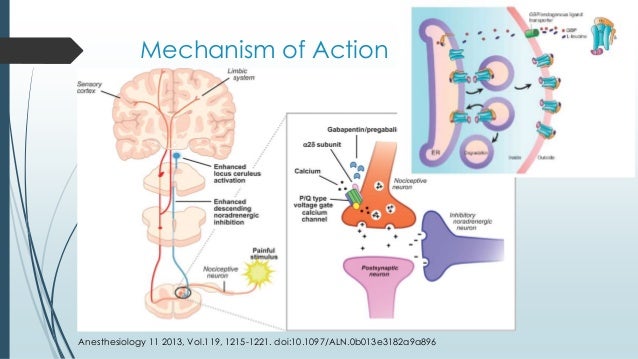 gabapentin moa nerve pain