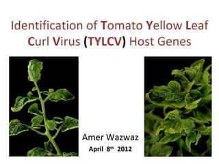 Identification of Tomato Yellow Leaf
Curl Virus (TYLCV) Host Genes

Amer Wazwaz
April 8th 2012

 