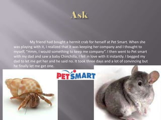 My friend had bought a hermit crab for herself at Pet Smart. When she
was playing with it, I realized that it was keeping her company and I thought to
myself, “Hmm, I would something to keep me company”. I then went to Pet smart
with my dad and saw a baby Chinchilla, I fell in love with it instantly. I begged my
dad to let me get her and he said no. It took three days and a lot of convincing but
he finally let me get one.
 