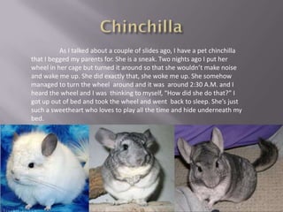 As I talked about a couple of slides ago, I have a pet chinchilla
that I begged my parents for. She is a sneak. Two nights ago I put her
wheel in her cage but turned it around so that she wouldn’t make noise
and wake me up. She did exactly that, she woke me up. She somehow
managed to turn the wheel around and it was around 2:30 A.M. and I
heard the wheel and I was thinking to myself, “How did she do that?” I
got up out of bed and took the wheel and went back to sleep. She’s just
such a sweetheart who loves to play all the time and hide underneath my
bed.
 