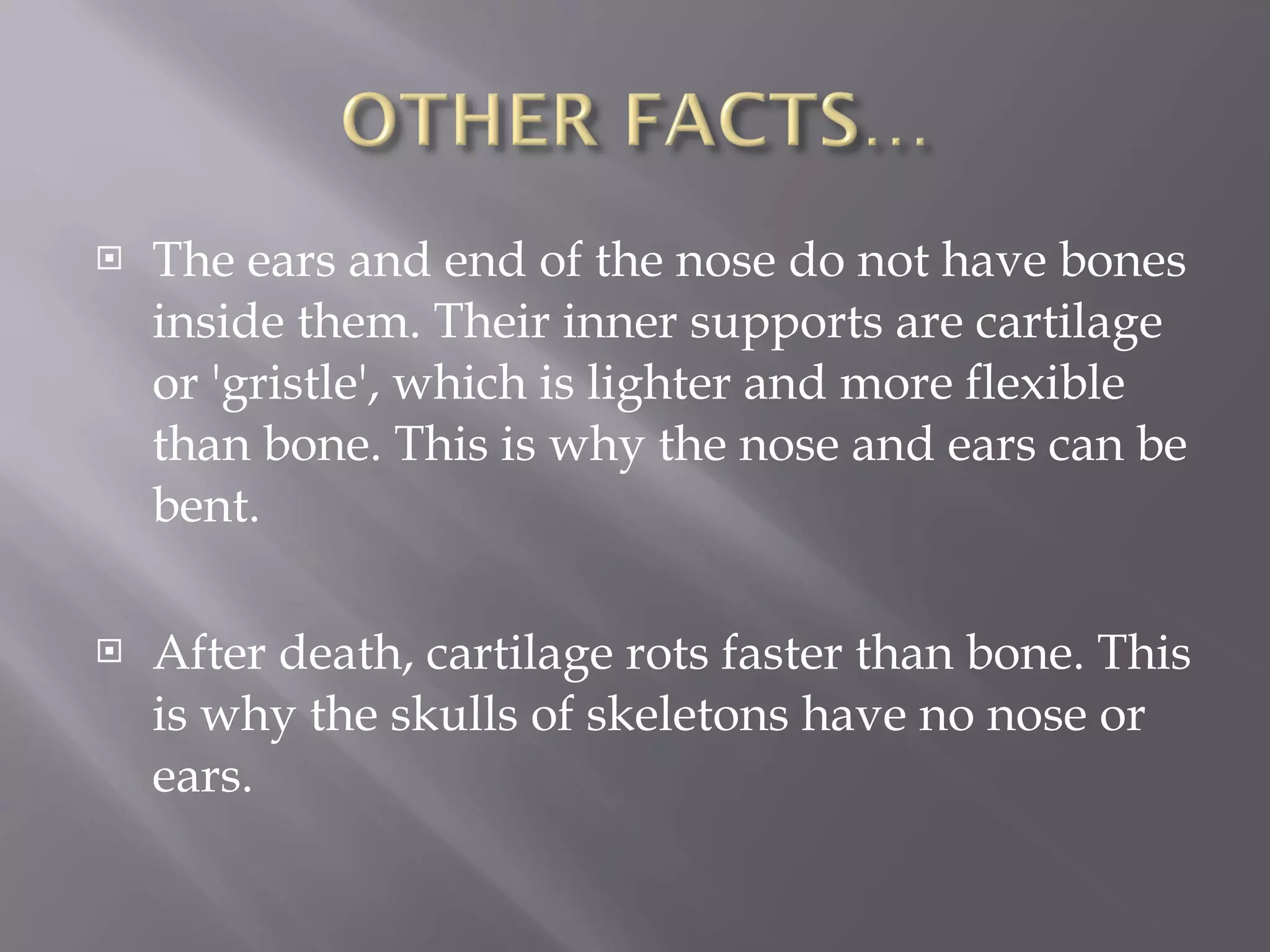 The ears and end of the nose do not have bones inside them. Their inner supports are cartilage or 'gristle', which is lighter and more flexible than bone. This is why the nose and ears can be bent. After death, cartilage rots faster than bone. This is why the skulls of skeletons have no nose or ears. The longest bone is the 'femur', in the thigh. It makes up almost one quarter of the body's total height. The smallest bone is the 'stirrup', deep in the ear. It is hardly larger than a grain of rice. 
