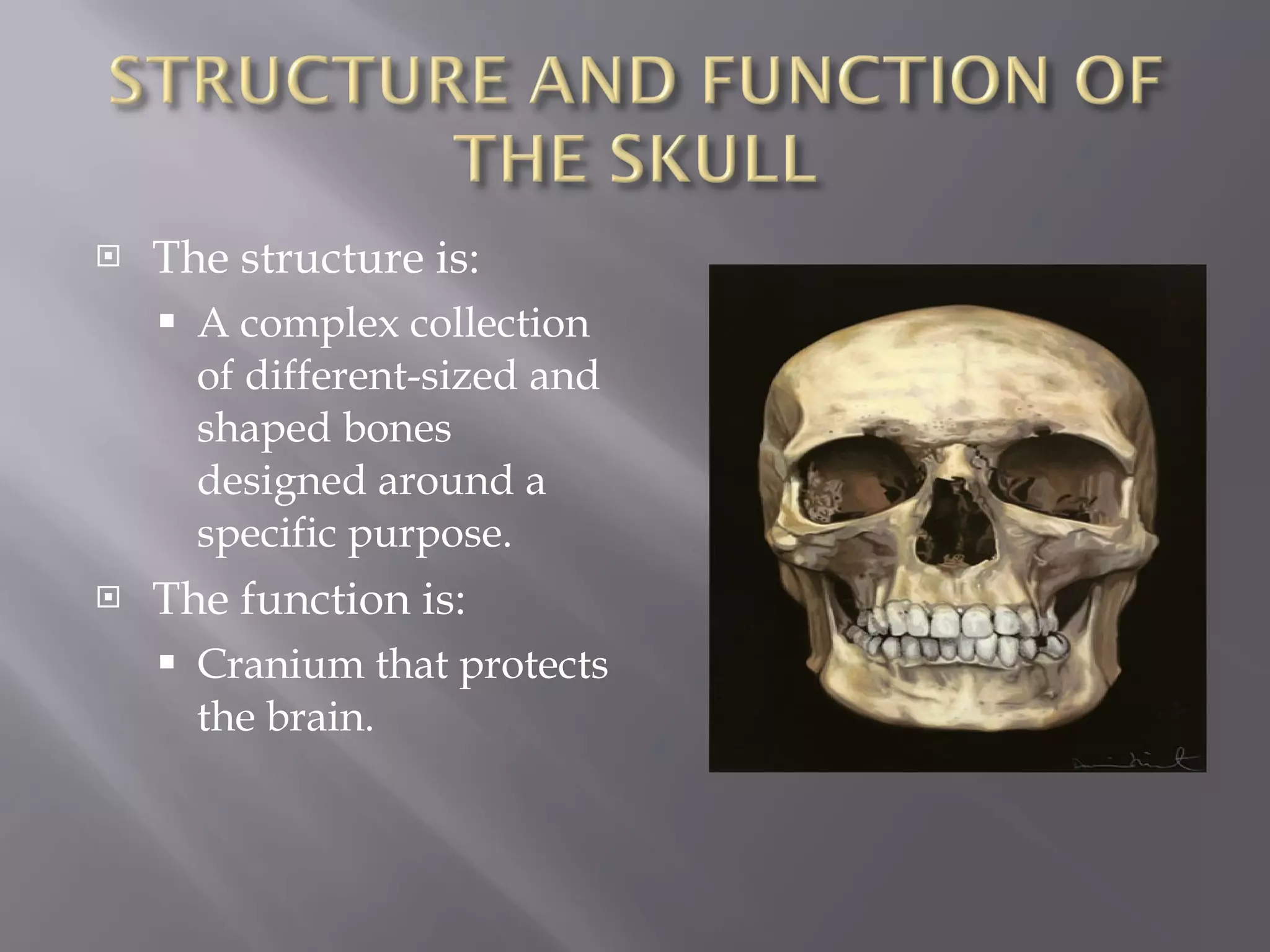 The structure is: A complex collection of different-sized and shaped bones designed around a specific purpose. The function is: Cranium that protects the brain. 