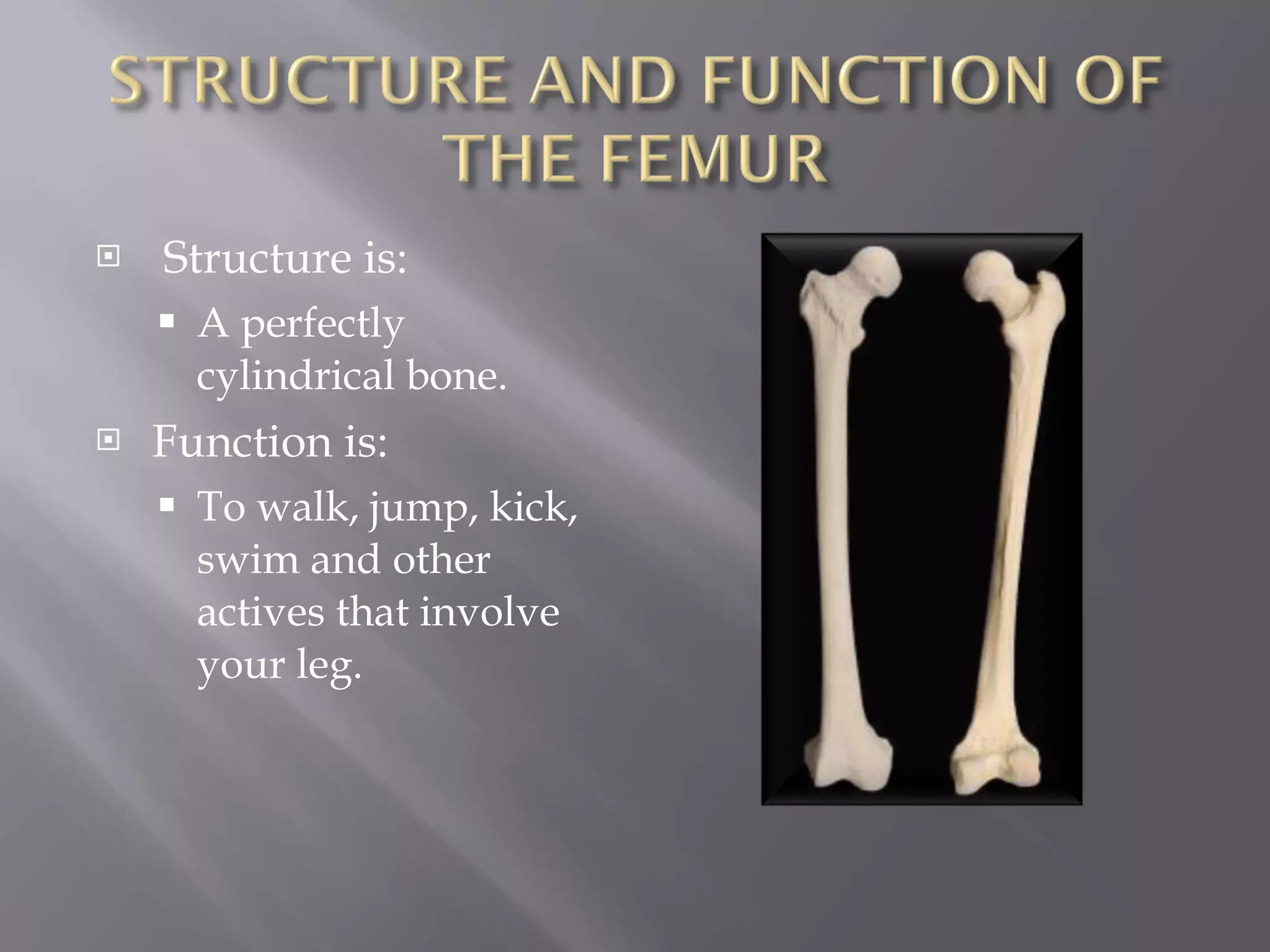 Structure is: A perfectly cylindrical bone. Function is: To walk, jump, kick, swim and other actives that involve your leg.  