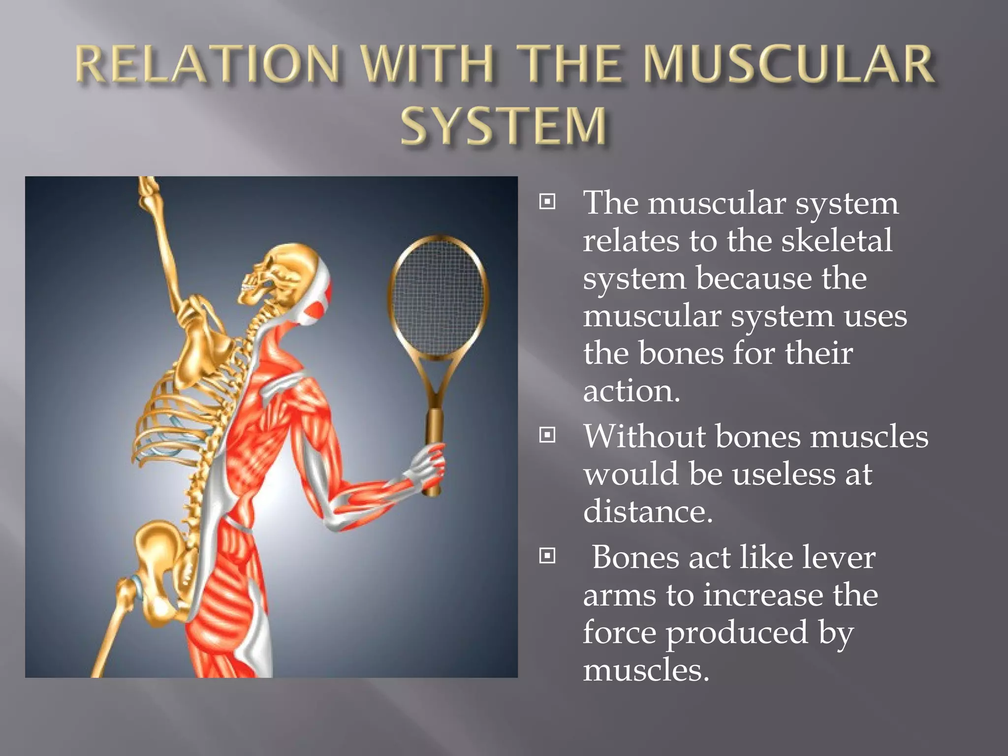 The muscular system relates to the skeletal system because the muscular system uses the bones for their action.  Without bones muscles would be useless at distance. Bones act like lever arms to increase the force produced by muscles.  