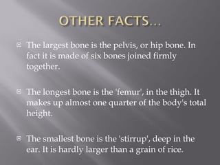 The largest bone is the pelvis, or hip bone. In fact it is made of six bones joined firmly together. The longest bone is the 'femur', in the thigh. It makes up almost one quarter of the body's total height. The smallest bone is the 'stirrup', deep in the ear. It is hardly larger than a grain of rice. 