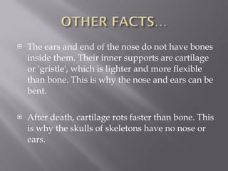 The ears and end of the nose do not have bones inside them. Their inner supports are cartilage or 'gristle', which is lighter and more flexible than bone. This is why the nose and ears can be bent. After death, cartilage rots faster than bone. This is why the skulls of skeletons have no nose or ears. The longest bone is the 'femur', in the thigh. It makes up almost one quarter of the body's total height. The smallest bone is the 'stirrup', deep in the ear. It is hardly larger than a grain of rice. 