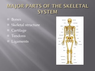 Bones Skeletal structure Cartilage  Tendons  Ligaments  