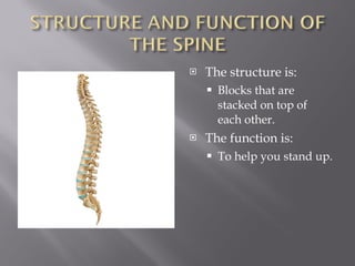 The structure is: Blocks that are stacked on top of each other. The function is: To help you stand up. 