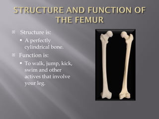 Structure is: A perfectly cylindrical bone. Function is: To walk, jump, kick, swim and other actives that involve your leg.  