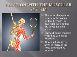 The muscular system relates to the skeletal system because the muscular system uses the bones for their action.  Without bones muscles would be useless at distance. Bones act like lever arms to increase the force produced by muscles.  