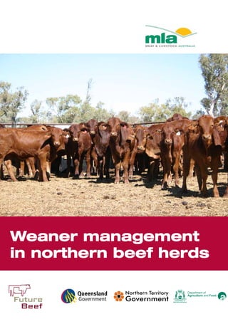 www.futurebeef.com.au
Department of
Agriculture and Food
Level 1, 165 Walker Street
North Sydney NSW 2060
Tel: +61 2 9463 9333
Fax: +61 2 9463 9393
www.mla.com.au
Weaner management
in northern beef herds
 