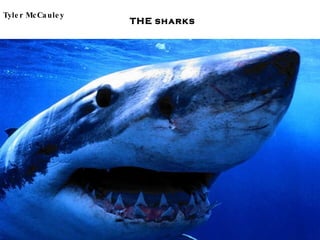 THE   sharks Tyler McCauley 