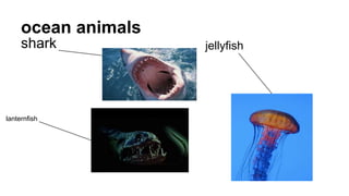 ocean animals
shark jellyfish
lanternfish