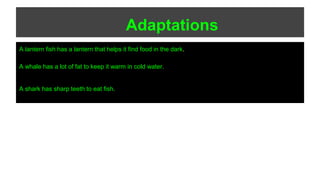 Adaptations
A lantern fish has a lantern that helps it find food in the dark.
A whale has a lot of fat to keep it warm in cold water.
A shark has sharp teeth to eat fish.
 