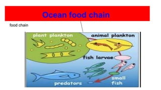 Ocean food chain
food chain
 