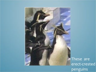 These  are erect-crested penguins 