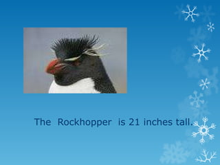 The  Rockhopper  is 21 inches tall. 