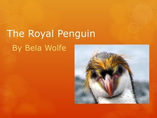 The Royal Penguin By Bela Wolfe 