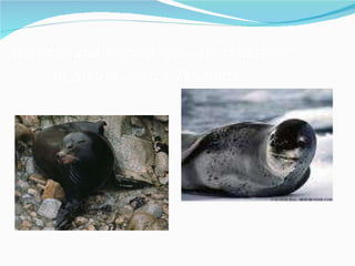 Sea lions and leopard seals are predators  of Snares crested Penguins . 