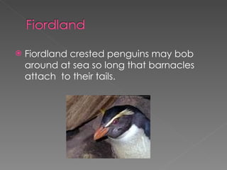Fiordland crested penguins may bob around at sea so long that barnacles attach  to their tails. 
