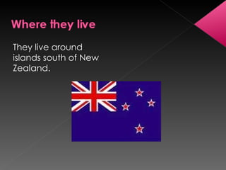 They live around islands south of New Zealand. 
