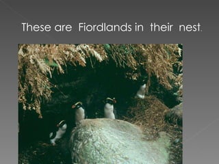 These are  Fiordlands in  their  nest . 