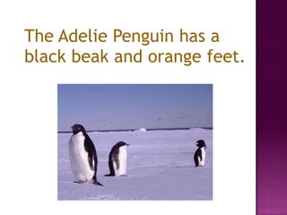 The Adelie Penguin has a black beak and orange feet. 